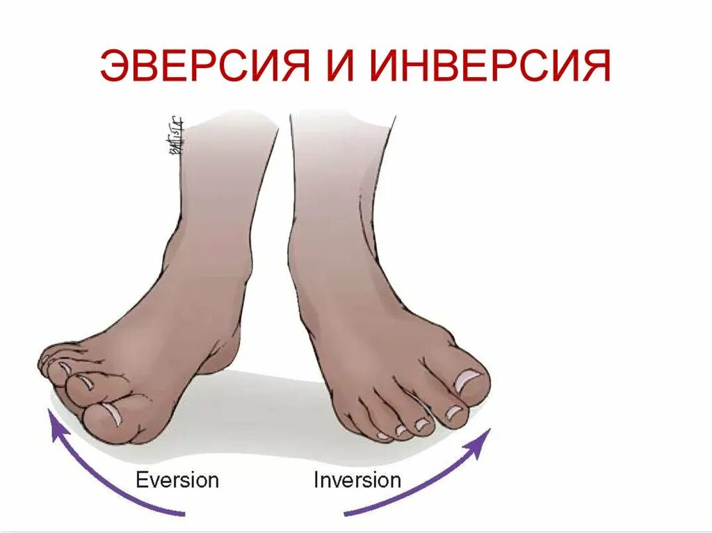 Движение стопы. Инверсия и эверсия стопы. эверсия инверсия пронация супинация. пронация супинация , абдукция.... пронация супинация аддукция абдукция.