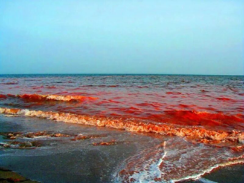 красный прилив водоросли. красный прилив. динофлагелляты красный прилив. красный океан. красный прилив водоросли.