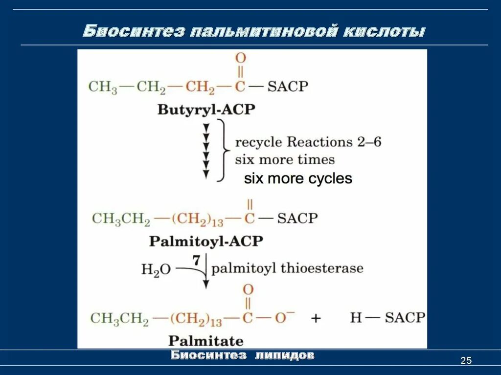 Синтез пальмитиновой. Биосинтез пальмитиновой кислоты. Синтез пальмитиновой кислоты. Схема синтеза пальмитиновой кислоты. Биосинтез пальмитиновой кислоты биохимия.