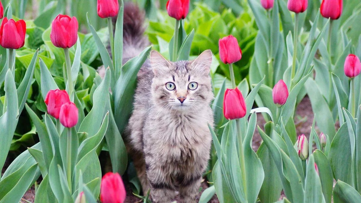 Котик с тюльпанами. Кот с тюльпанами. Котенок с тюльпанами. Кошечка с тюльпанами. Котики на клумбе с тюльпанами.