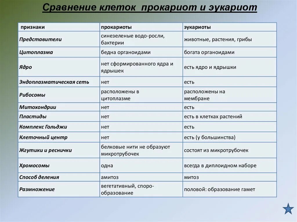 Сходства и различия эукариот. Споры у прокариот и эукариот таблица. Сравнение строения клеток эукариот и прокариот таблица. Характерные признаки прокариот и эукариот. Отличие в строении клеток прокариот и эукариот.