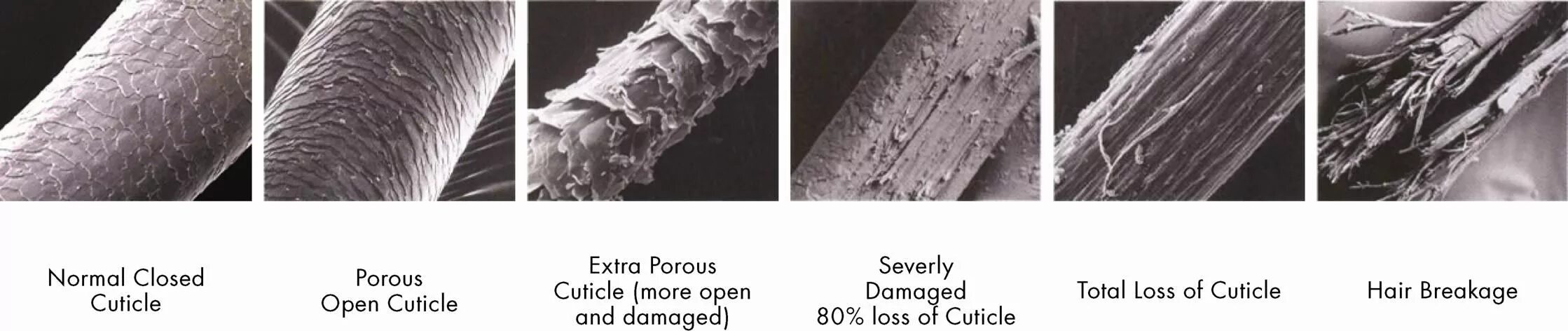 Строение волоса микроскоп. Пористость волос под микроскопом. Повреждения волос под микроскопом. Поврежденная структура волос.