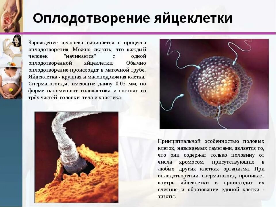 Через сколько после полового акта происходит зачатие. Оплодотворение яйцеклет. Как происходит оплодотворение яйцеклетки. Яйцеклетка после оплодотворения. Как происходит оплодотворение у людей.