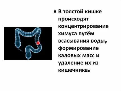 Формирование каловых масс