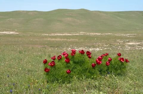 Красная балка