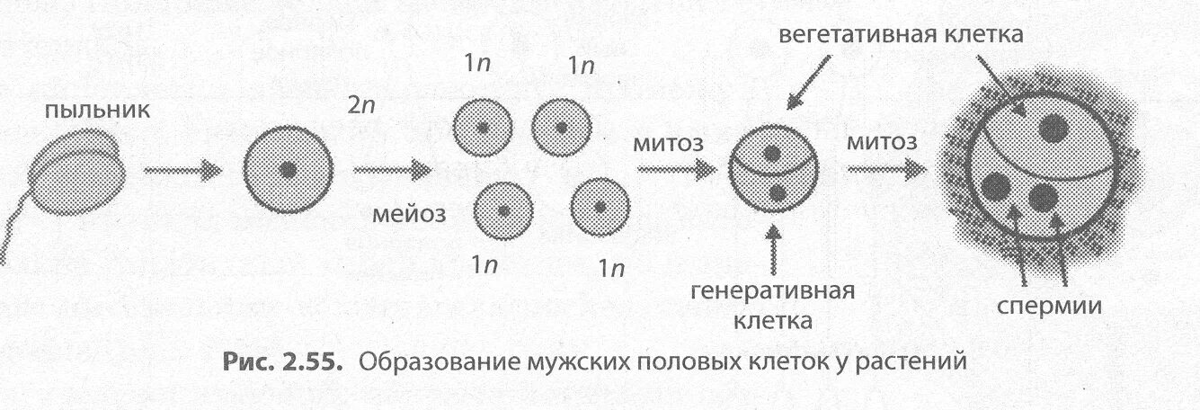 Деление на вегетативную и генеративную клетки
