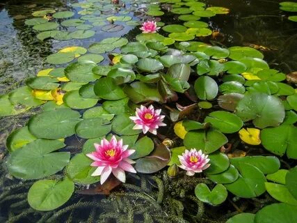 Водные растения водоемов