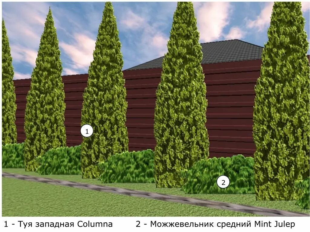 На каком расстоянии сажать можжевельник. Туя Колумна изгородь. Туя Смарагд изгородь. Туя Колумна Живая изгородь. Туя Смарагд можжевельник.