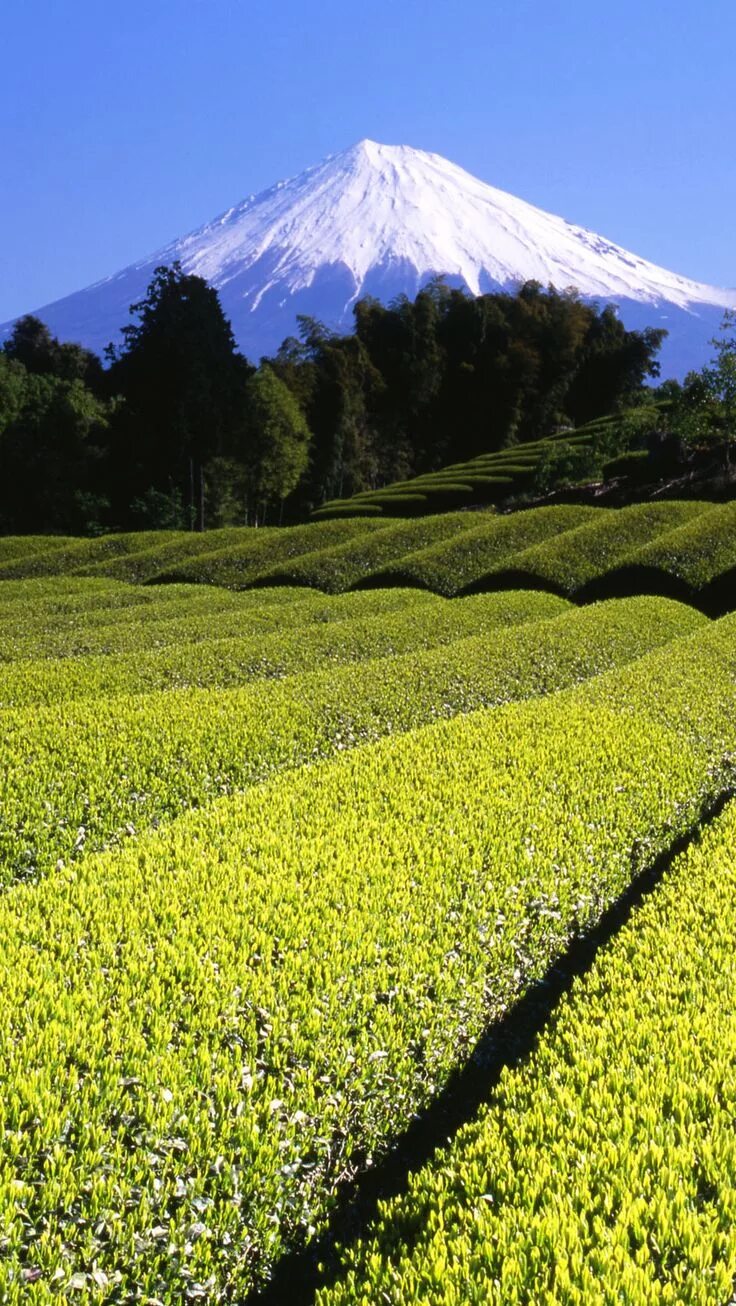 Tea fields