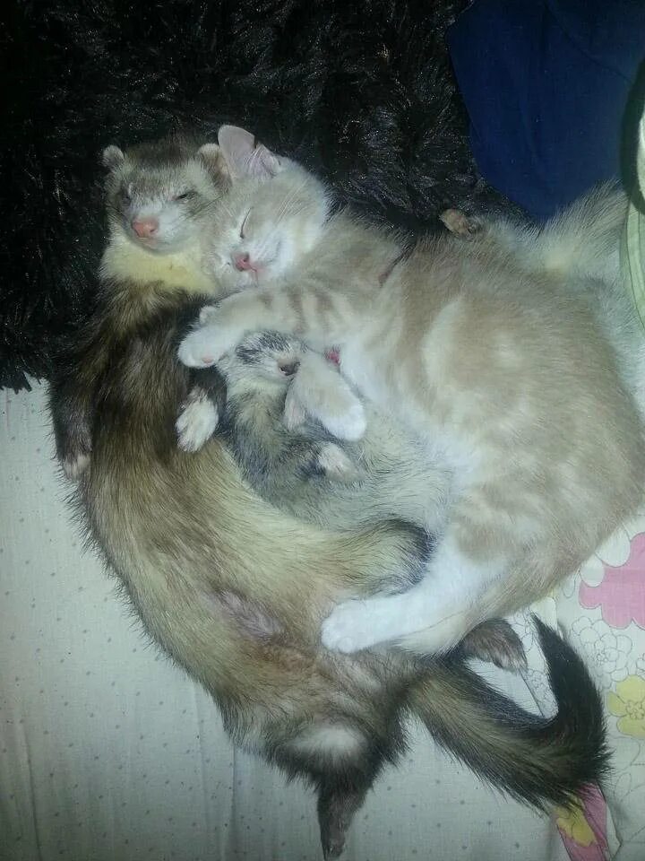 Ласка и кот. Коты и хорьки. хорек и кошка. хорьки с кошками дружат. хорьки с котами.
