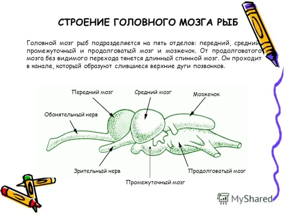 Головной мозг рыб развит