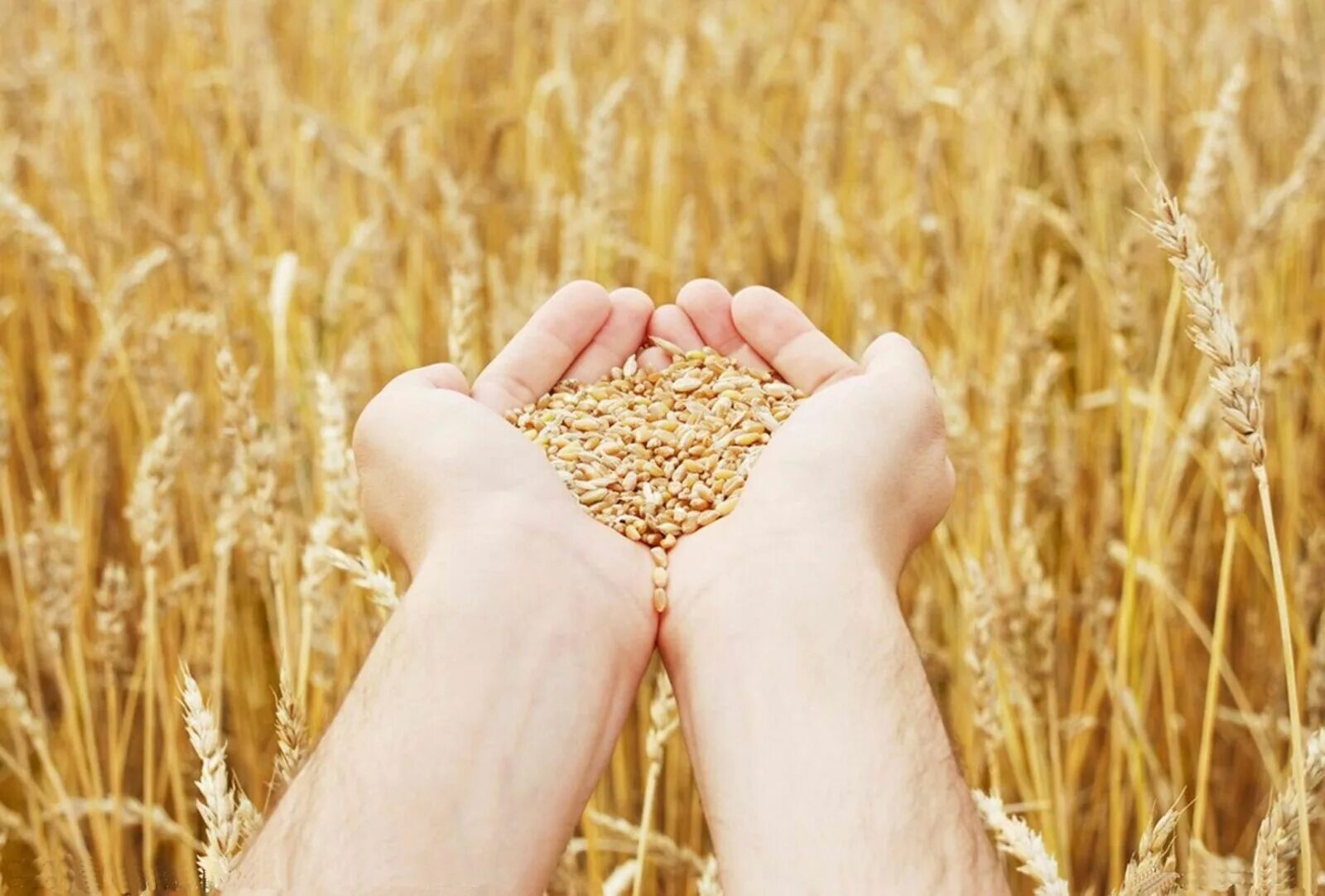 Собирают люди хлеб. Зерно в руках. Урожай хлеба. Сельское хозяйство пшеница. Сельское хозяйство урожай.