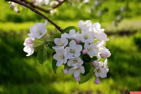 По обеим сторонам цвели яблони