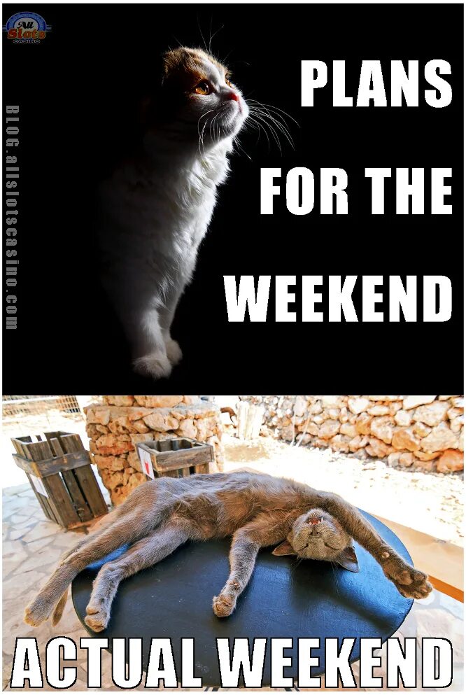 Шутки про животных. Гамак для кота. Is cat weekend. Happy weekend картинки красивые. Is cat weekend.