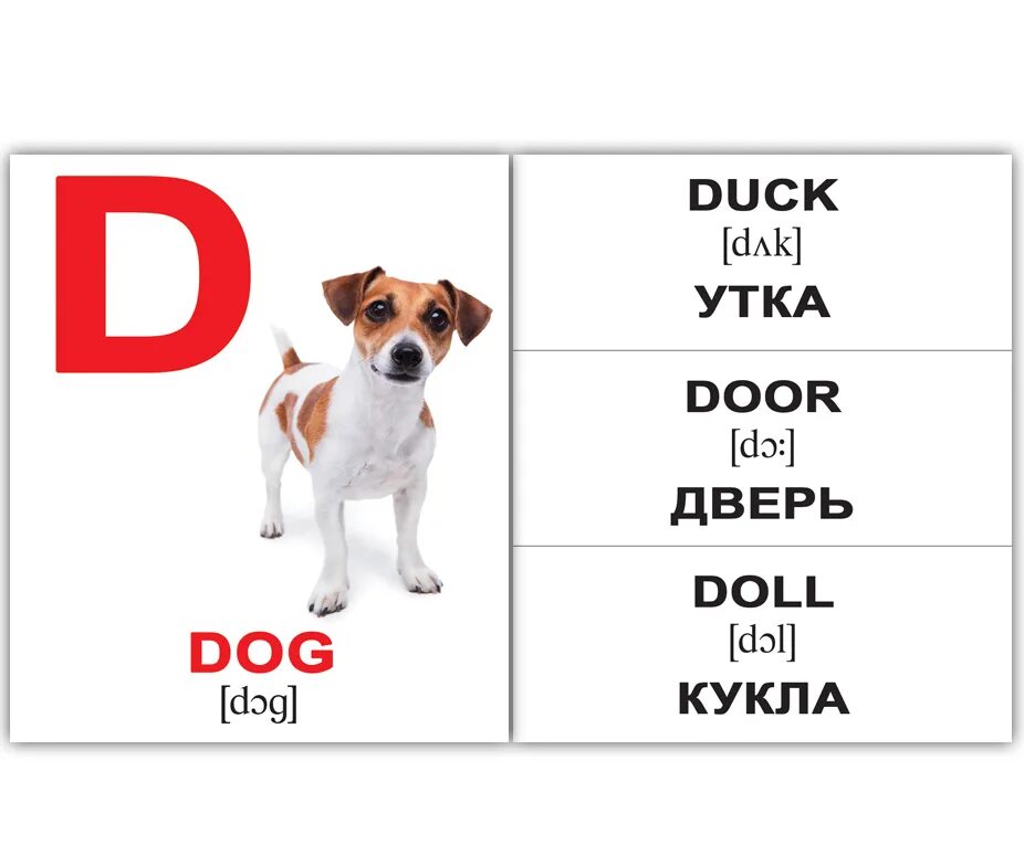 Карточка собака на английском. Карточки с английскими словами для детей. Карточки животные на немецком языке. Карточки с английскими словами. Собака по английскому.
