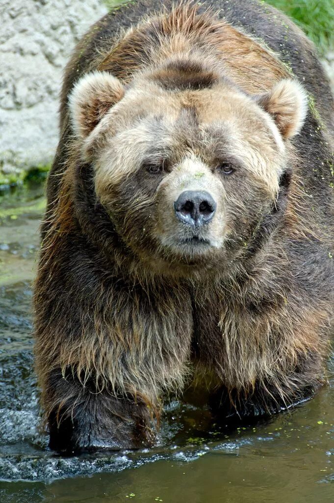 Какую среду освоил медведь. Бурый медведь Кадьяк. Кадьяк медведь и Гризли. Кадьяк (медведь). Аляскинский медведь Кадьяк.