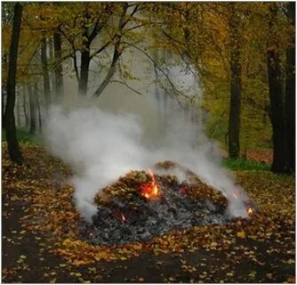 Из костров осенних листьев белый
