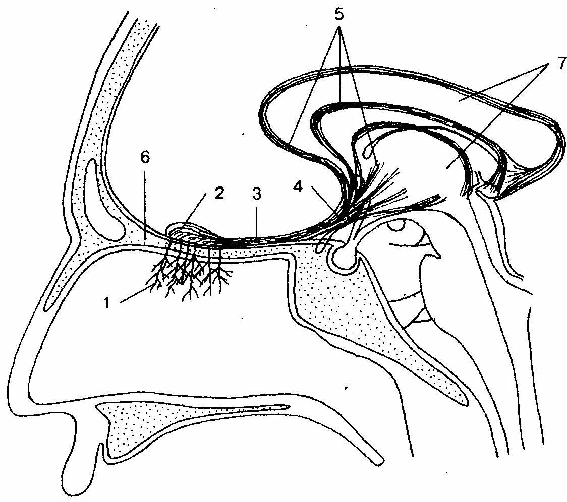 Орган обоняния отделы. Обонятельный нерв анализатор. Орган обоняния строение анализатора. Обонятельный анализатор строение. Строение обонятельного анализатора рисунок.