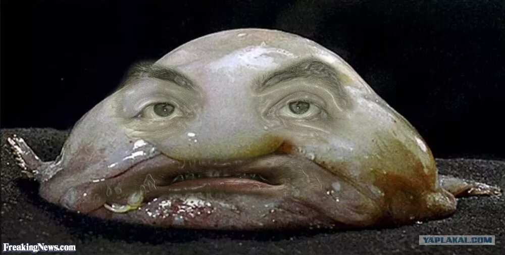 тупое животное на земле