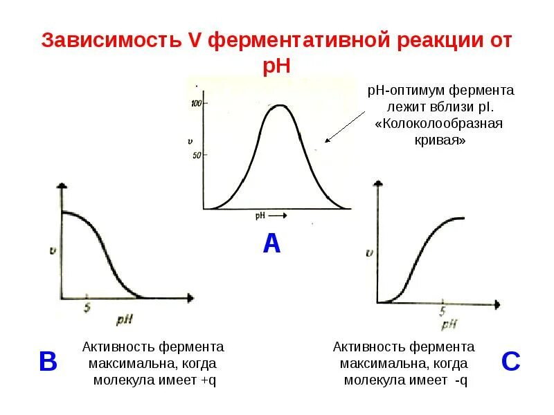 График зависимости скорости ферментативной реакции от PH среды. Зависимость скорости ферментативной реакции от PH среды. Зависимость скорости ферментативной реакции от концентрации PH. Зависимость скорость ферментаиивнойрреакции от концентрации PH. Максимальная активность ферментов