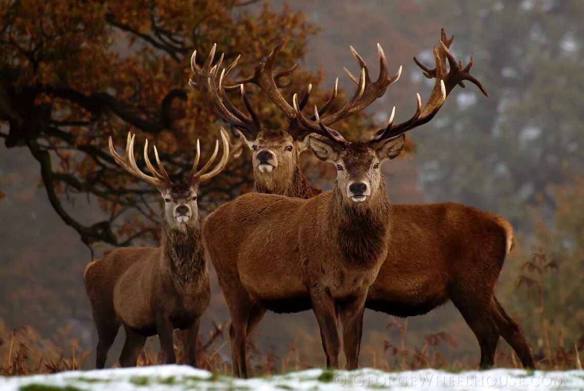 Олень с двумя оленятами. Олень 3 животных. Олень 3д. Металионы вапити. Европейская лань беловежская пуща.