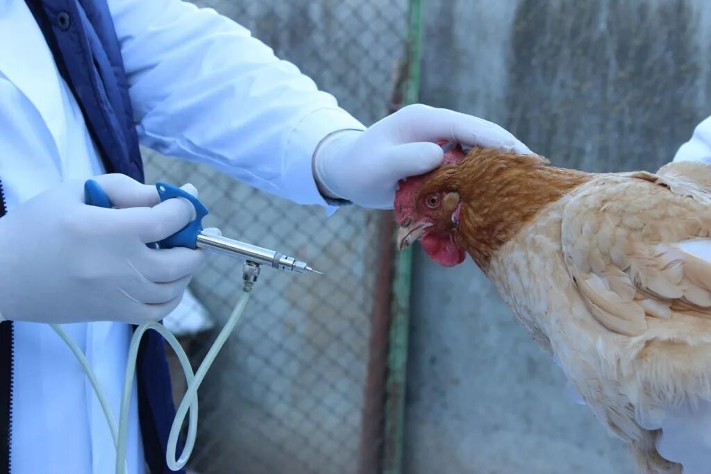 Курица в крови что делать. Ньюкаслская болезнь птиц вакцина. Вакцинация против птичьего гриппа. Вакцинация птиц против гриппа птиц.