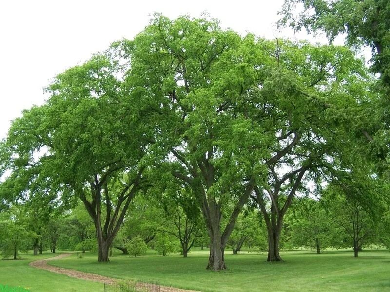 Вяз гладкий Ulmus laevis купить в Москве саженцы из питомника Greenpoint24