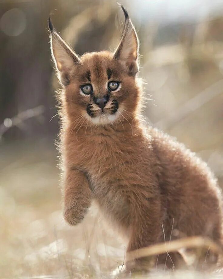 Curious Lynx Kittens Show Their Climbing Cred at Cheyenne Mountain Zoo (With ima