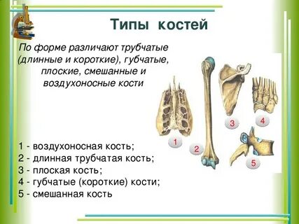 2 группы костей