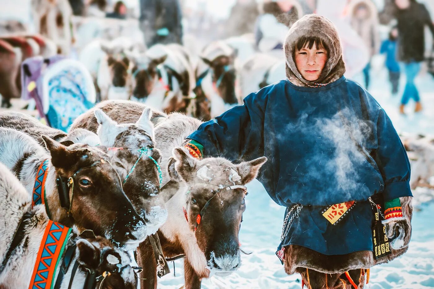 Народы севера ненцы - оленеводы. Ненцы день оленевода. Коренные малочисленные народы севера ненцы.