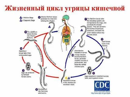 Кишечный цикл