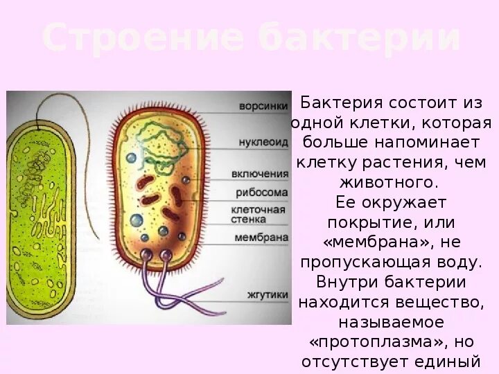 Бактерии сообщение кратко. Доклад про бактерии 2 класс. Проект бактерии 3 класс окружающий мир. Доклад о бактериях. Доклад по бактериям.