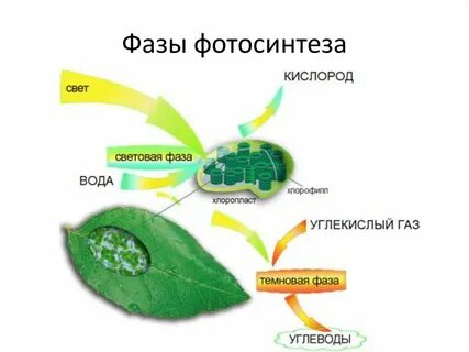 Хлорофилл поглощает энергию света в процессе