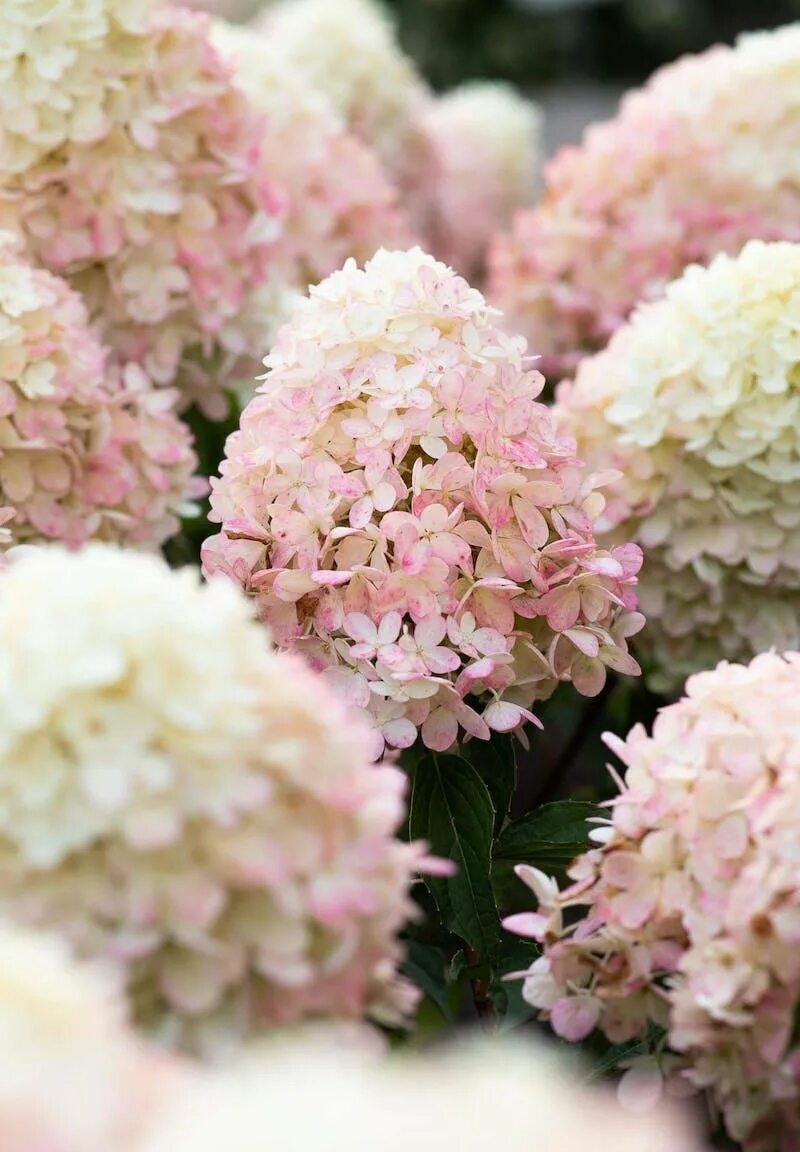 Hydrangea paniculata Living Raspberry Pink ® Hydrangea paniculata, Hydrangea, Hy