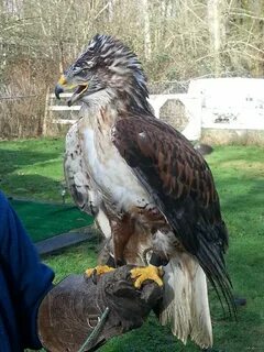 Ұзын ойыншықтары бар онлайн порно видеолар