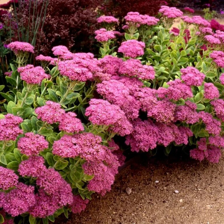 Очитки садовые. Очиток Видный (Sedum spectabile `Brilliant`). Очиток Видный 'Brilliant'. Очиток Видный (Sedum spectabile).