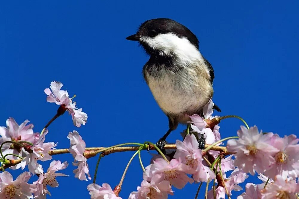 В феврале вы можете услышать пение. Не слышно пения птиц. Душой ты слышишь пение птиц.