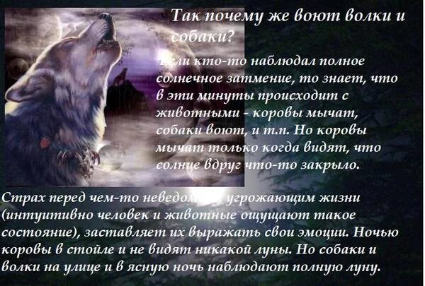 Волк воет на луну. Почему волки воют. Легенды о волке и Луне. Зачем волки воют на луну и почему.