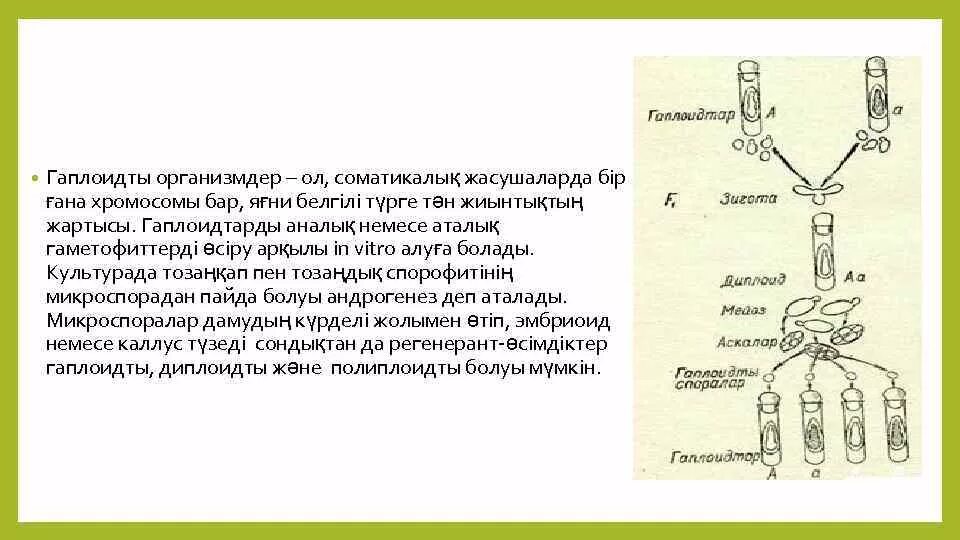 Дочерние хромосомы это. Дочерние хромосомы это