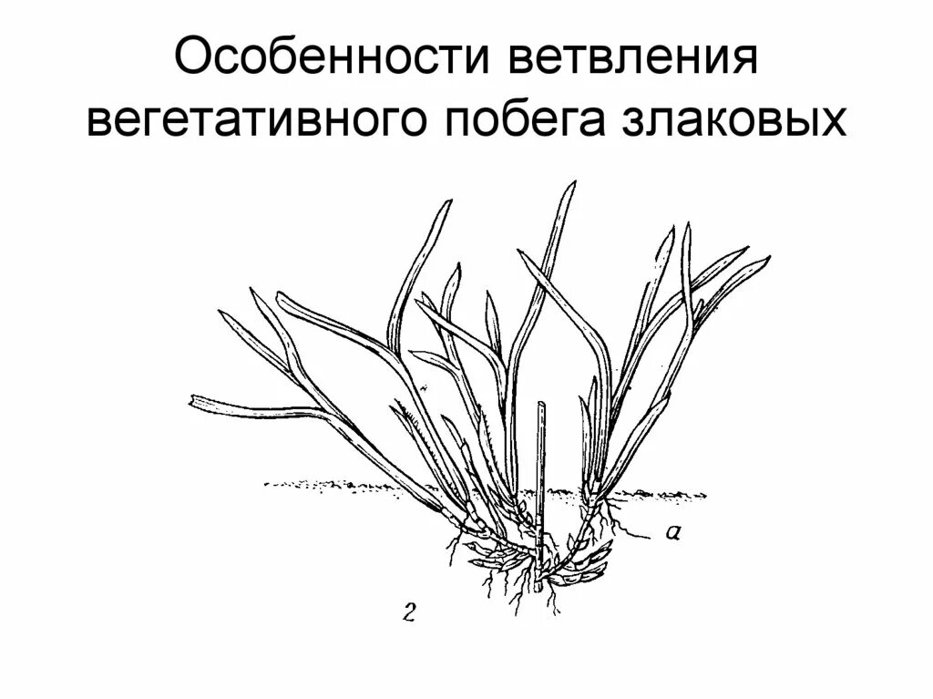 Органы злаковых. Вегетативные побеги злаковых. Побег злаковых. Ветвление злаков. Подземное ветвление побега кущение у злаковых.