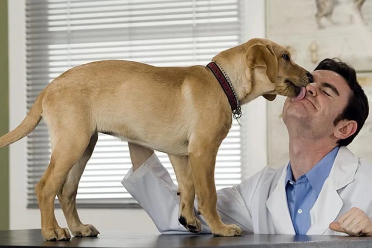 Плюсы ветеринара. Безумный ветеринар. Собака со слюнями. Ветеринар преимущества.