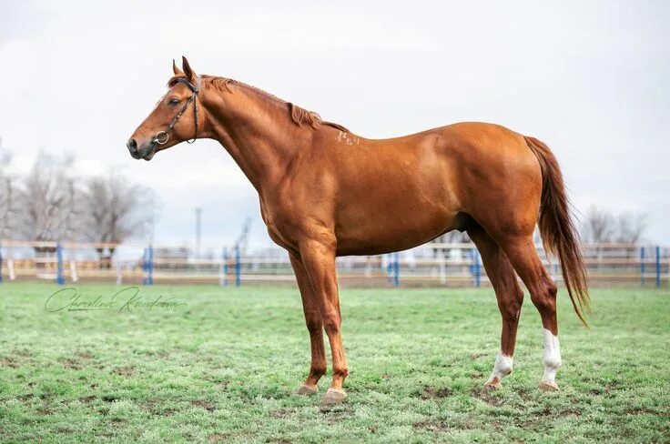 Budyonny horse. Created from the Russian Don by the horse breeder and cavalry co