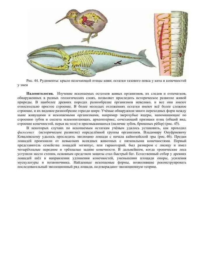 Учебник по биологии 8 класс сивоглазов читать. Биология 8 класс учебник Сивоглазов. Строение зуба биология 8 класс Сивоглазов. Биология 8 класс учебник Сивоглазов читать. Книга по биологии 8 класс Сивоглазов читать.