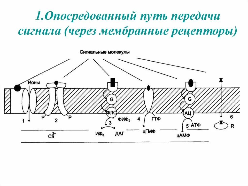 Сигнальные молекулы