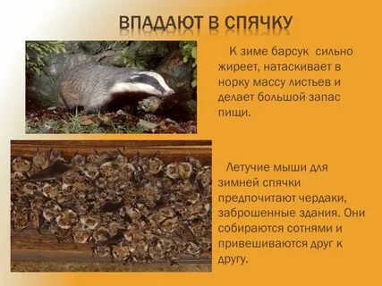 Мыши впадают в спячку