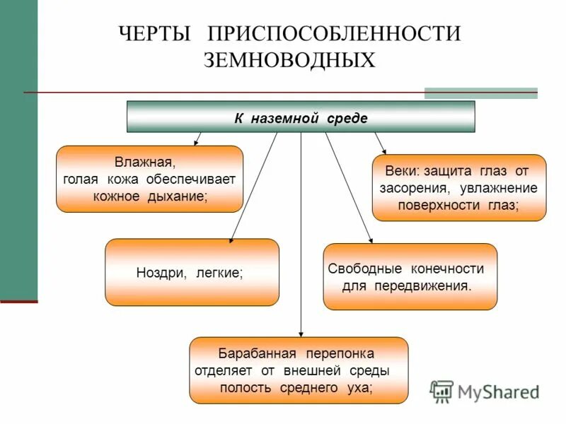 приспособление земноводных к наземной среде
