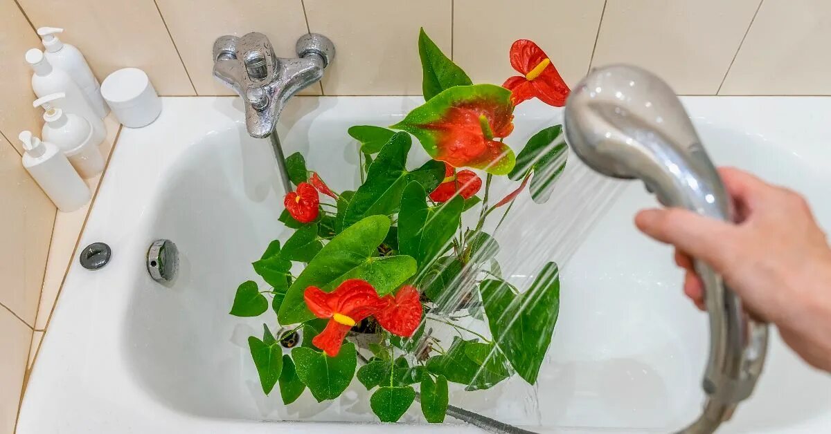 Для протирания листьев растений. Как мыть домашние цветы. Купание комнатных цветов. Ухаживание за растениями. Как мыть домашние цветы.