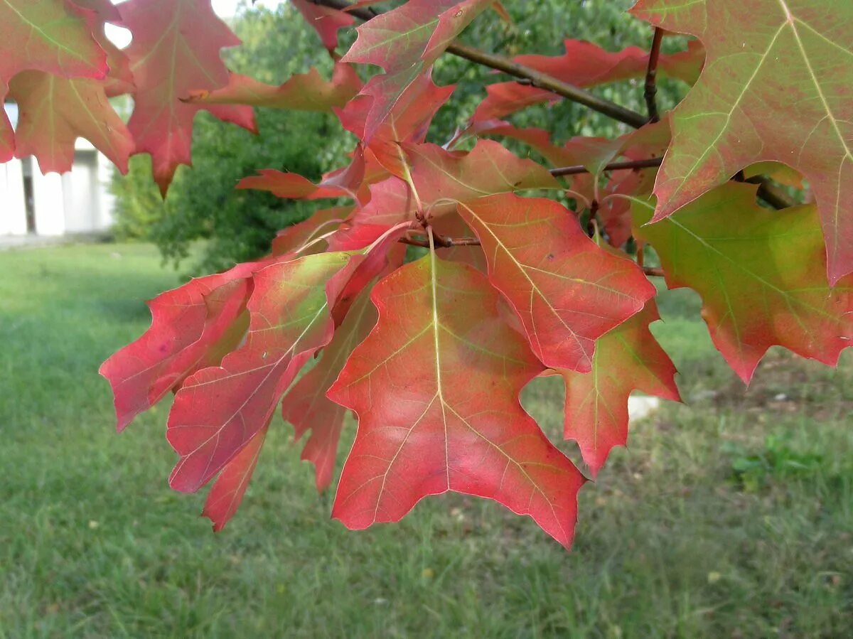 Лист канадского клена. Дуб красный, Северный Quercus rubra. Дуб красный Quercus rubra. Дуб красный / Quercus rubra лист. Дуб красный (канадский, остролистный).