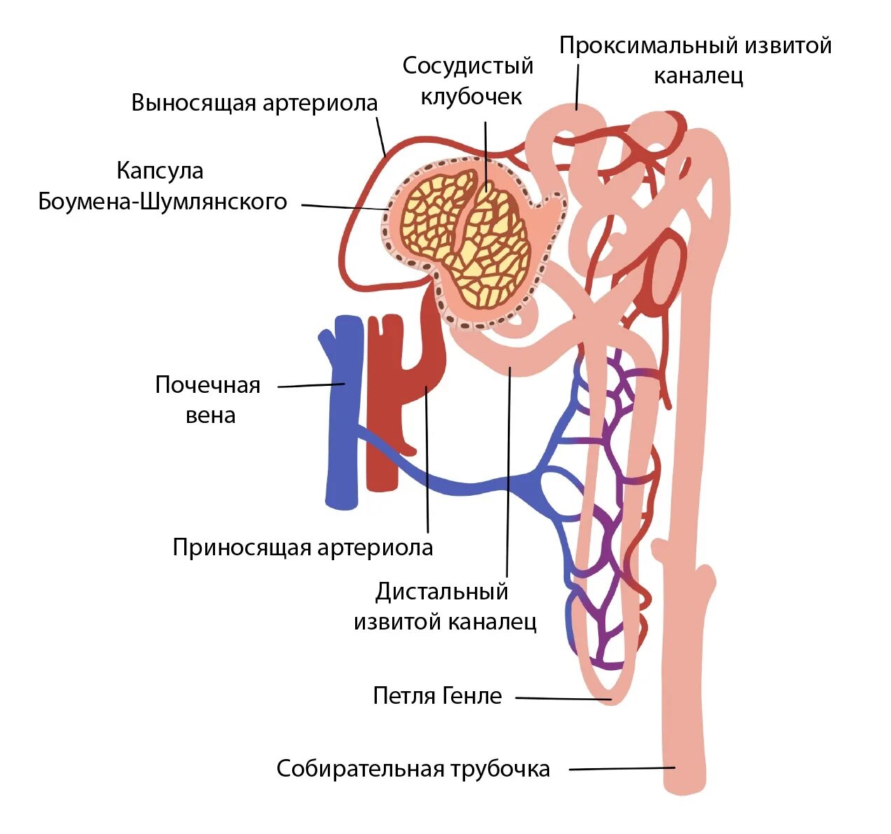 Капиллярный клубочек почечная лоханка почечный каналец. Строение нефрона почки. Строение нефрона почки анатомия. Мочевыделительная система анатомия нефрон. Строение нефрона структура.