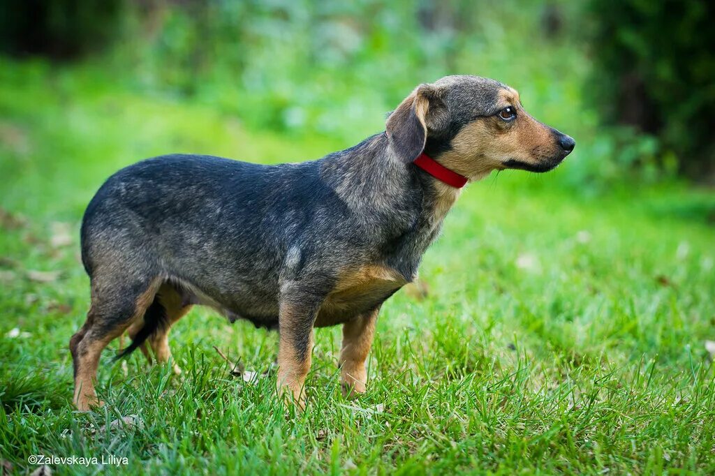Такса пинчер. Собака метис таксы. Метис таксы и дворняжки. Такса с дворняжкой. Метис таксы.